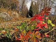01 Alla partenza foglie colorate d'autunno